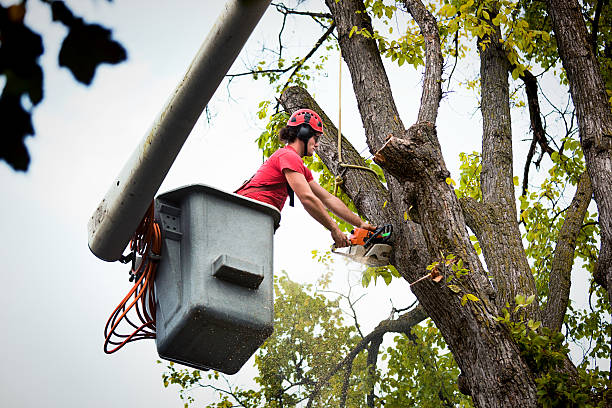 The Steps Involved in Our Tree Care Process in Upper Exeter, PA